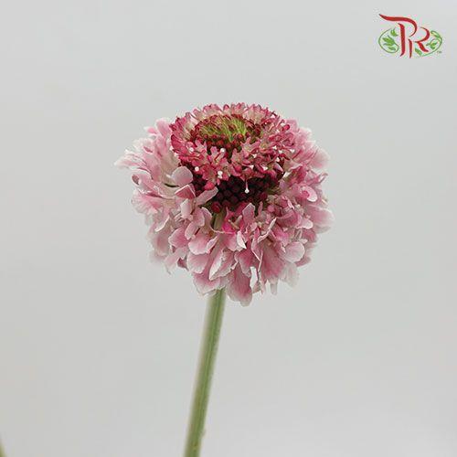 Scabiosa Colour - Pink (Per Bunch)-Pink-China-prflorist.com.my