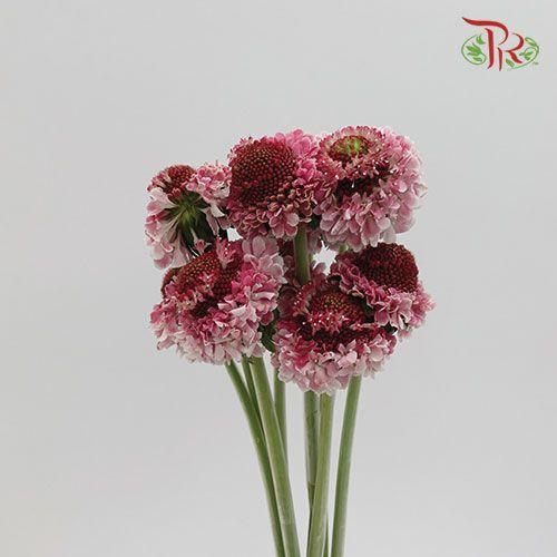 Scabiosa Colour - Pink (Per Bunch)-Pink-China-prflorist.com.my