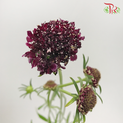 Scabiosa Colour - Purple (Per Bunch)-Purple-China-prflorist.com.my