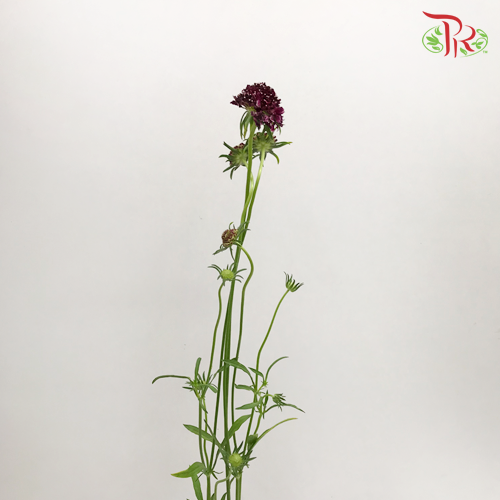 Scabiosa Colour - Purple (Per Bunch)-Purple-China-prflorist.com.my