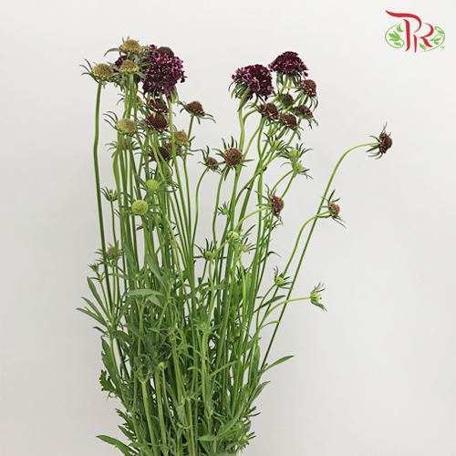 Scabiosa Colour - Purple (Per Bunch)-Purple-China-prflorist.com.my