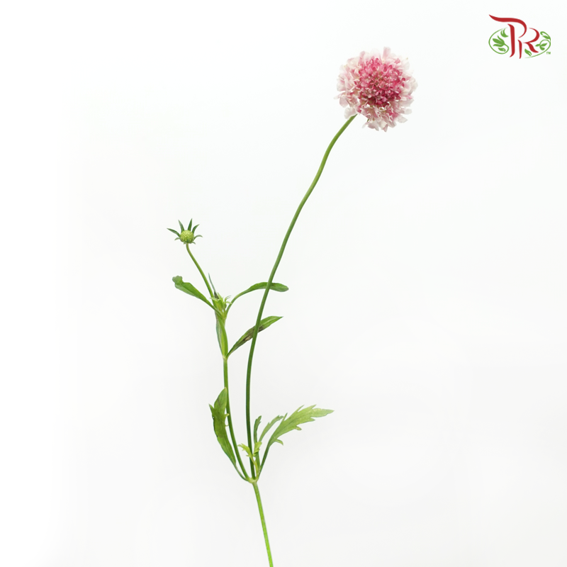Scabiosa Colour - White & Pink (Per Bunch)-White & Pink-China-prflorist.com.my