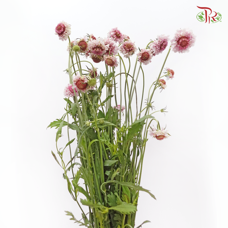 Scabiosa Colour - White & Pink (Per Bunch)-White & Pink-China-prflorist.com.my