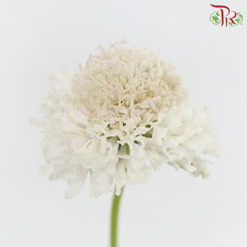 Scabiosa Colour - White With Minor Light Pink (Per Bunch)-White With Minor Light Pink-China-prflorist.com.my