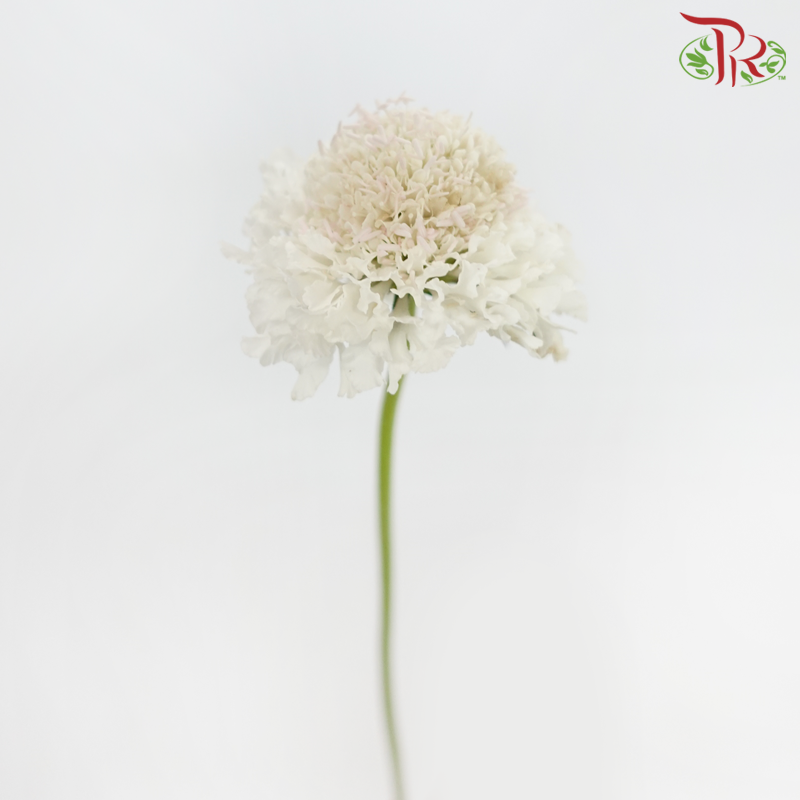 Scabiosa Colour - White With Minor Light Pink (Per Bunch)-White With Minor Light Pink-China-prflorist.com.my