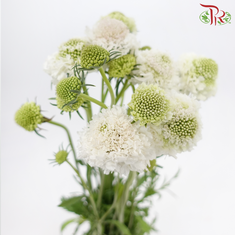 Scabiosa Colour - White With Minor Light Pink (Per Bunch)-White With Minor Light Pink-China-prflorist.com.my