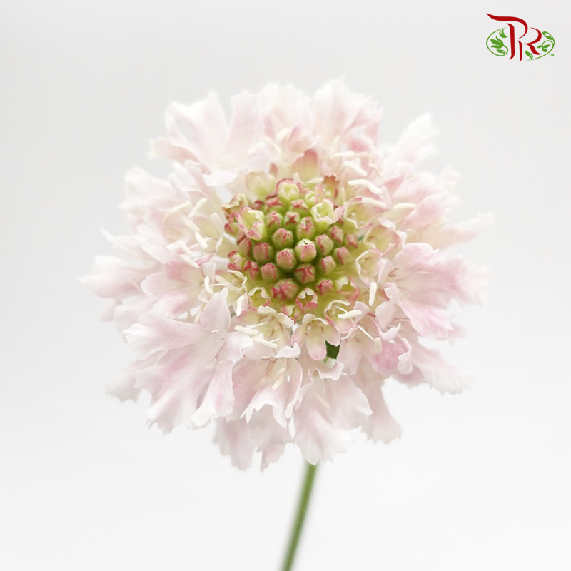 Scabiosa - Furi Furi Sakura (5 Stems)-Light Pink-Japan-prflorist.com.my