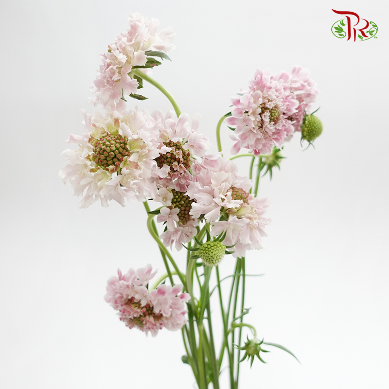 Scabiosa - Furi Furi Sakura (5 Stems)-Light Pink-Japan-prflorist.com.my