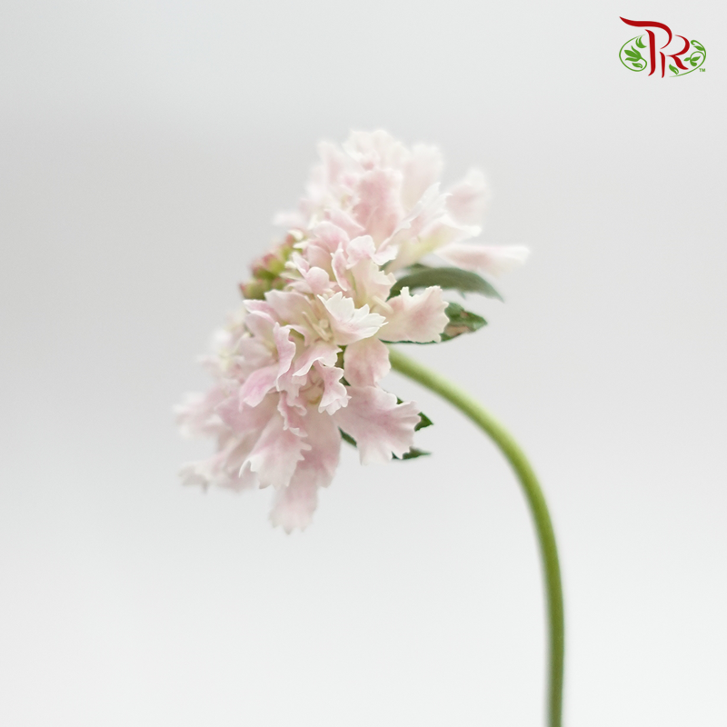 Scabiosa - Furi Furi Sakura (5 Stems)-Light Pink-Japan-prflorist.com.my