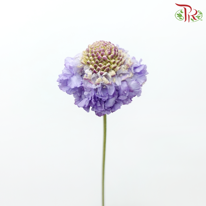 Scabiosa - Purple (5 Stems)-Purple-Japan-prflorist.com.my