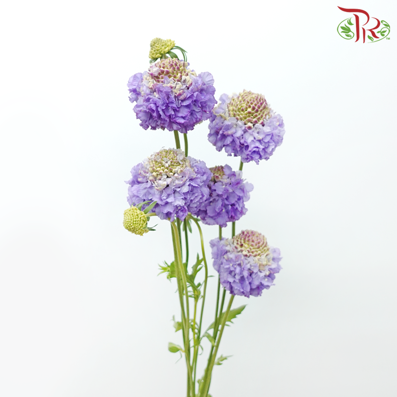 Scabiosa - Purple (5 Stems)-Purple-Japan-prflorist.com.my