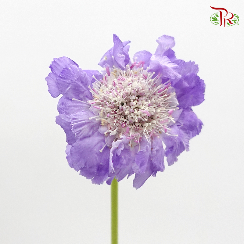 Scabiosa - Purple (5 Stems)-Purple-Netherland-prflorist.com.my