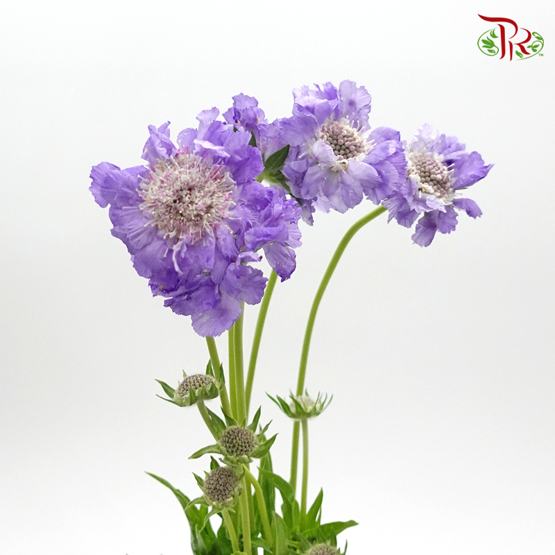 Scabiosa - Purple (5 Stems)-Purple-Netherland-prflorist.com.my