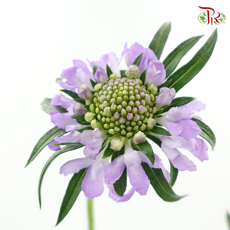 Scabiosa - Sweet Purple (5 Stems)-Netherland-prflorist.com.my
