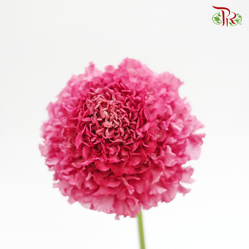 Scabiosa - Temari Pilet Rouge (5 Stems)-Cherry Pink-Japan-prflorist.com.my