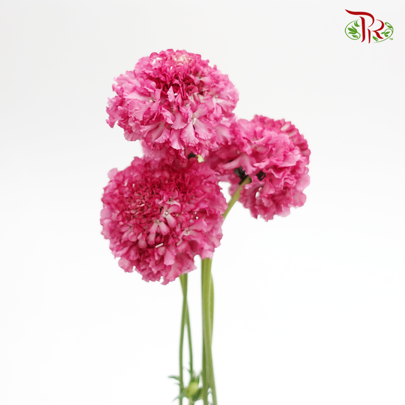 Scabiosa - Temari Pilet Rouge (5 Stems)-Cherry Pink-Japan-prflorist.com.my