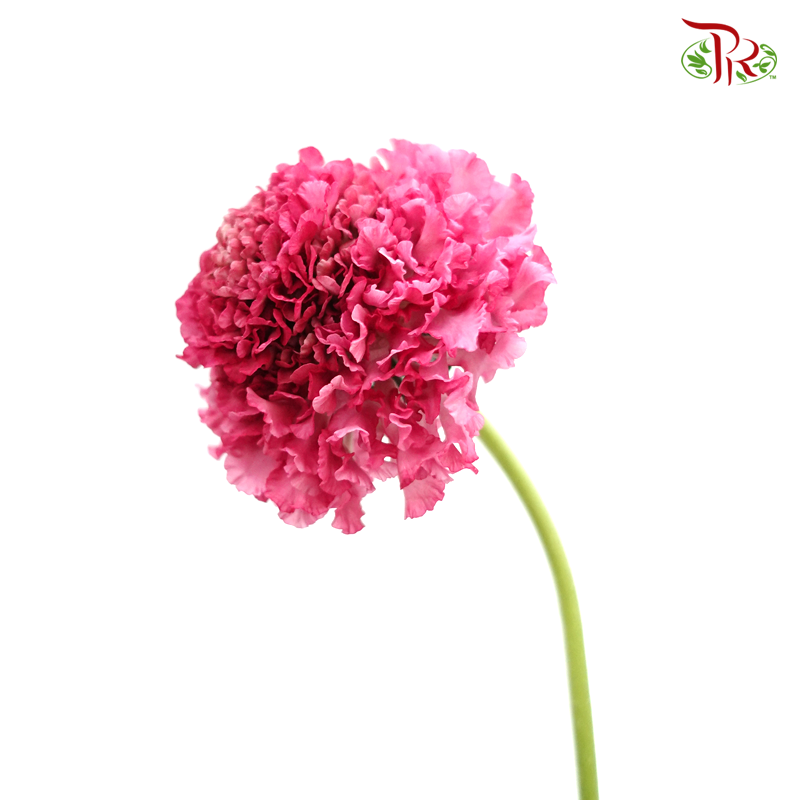 Scabiosa - Temari Pilet Rouge (5 Stems)-Cherry Pink-Japan-prflorist.com.my