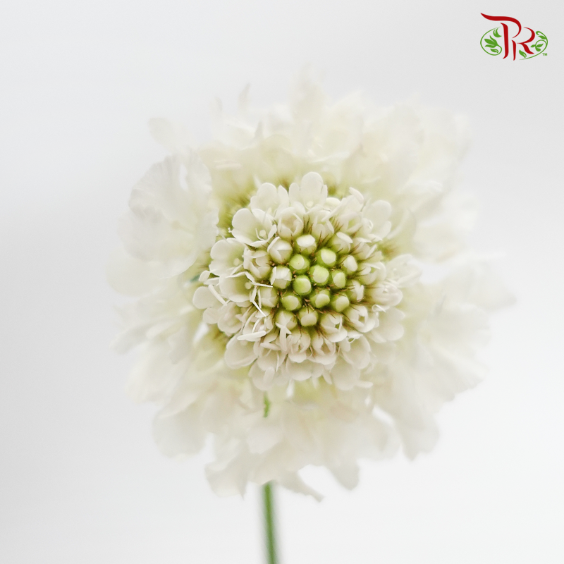 Scabiosa - White Love (5 Stems)-White-Japan-prflorist.com.my
