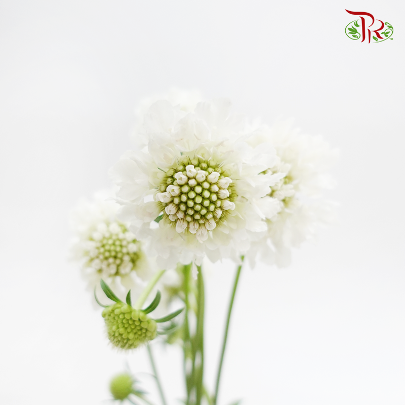 Scabiosa - White Love (5 Stems)-White-Japan-prflorist.com.my