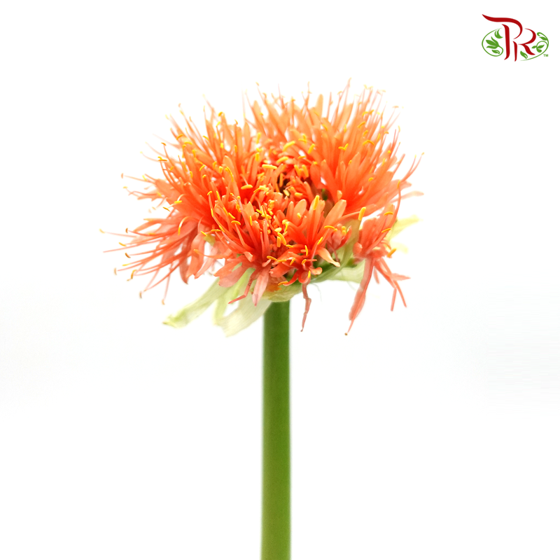Scadoxus - Per Stem-Netherland-prflorist.com.my