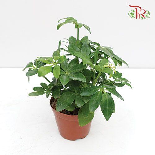 Schefflera 《鸭脚树》