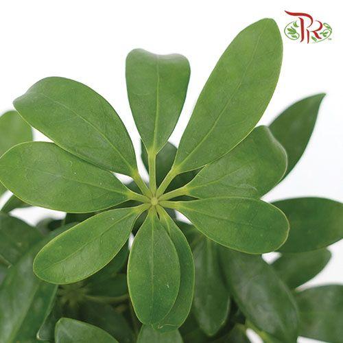 Schefflera 《鸭脚树》