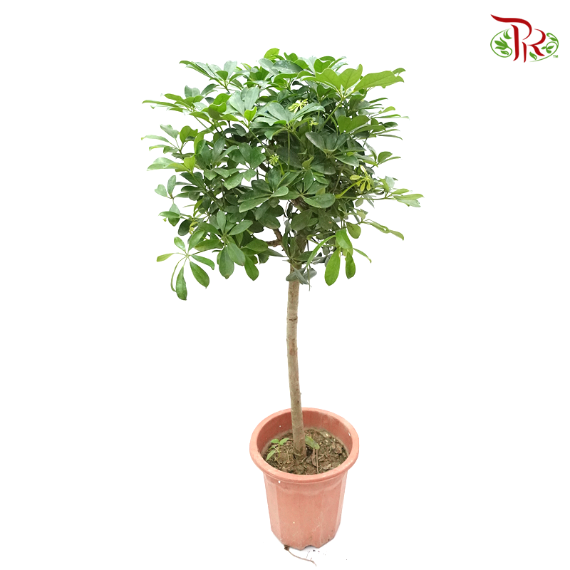 Schefflera Lollipop 3ft 《鸭脚树》-Pudu Ria Florist-prflorist.com.my
