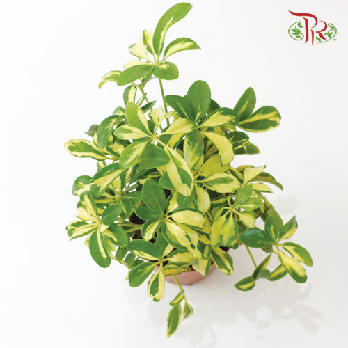 Schefflera Variegated《斑叶鸭脚树》-Pudu Ria Florist-prflorist.com.my