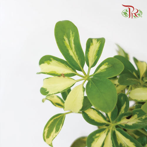 Schefflera Variegated《斑叶鸭脚树》-Pudu Ria Florist-prflorist.com.my