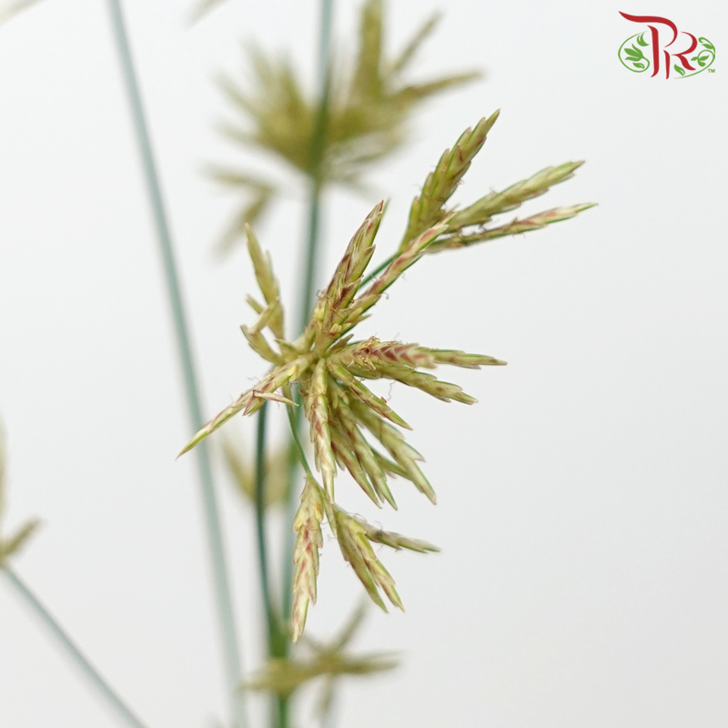 Schoenoplectus Lacustris (10 Stems)-Import-prflorist.com.my