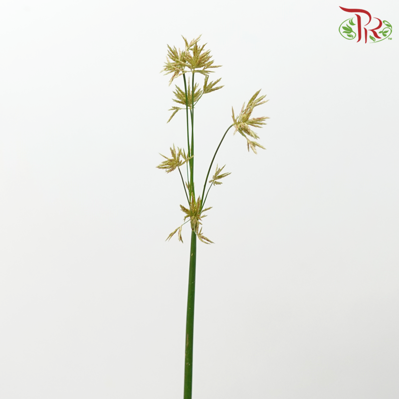 Schoenoplectus Lacustris (10 Stems)-Import-prflorist.com.my