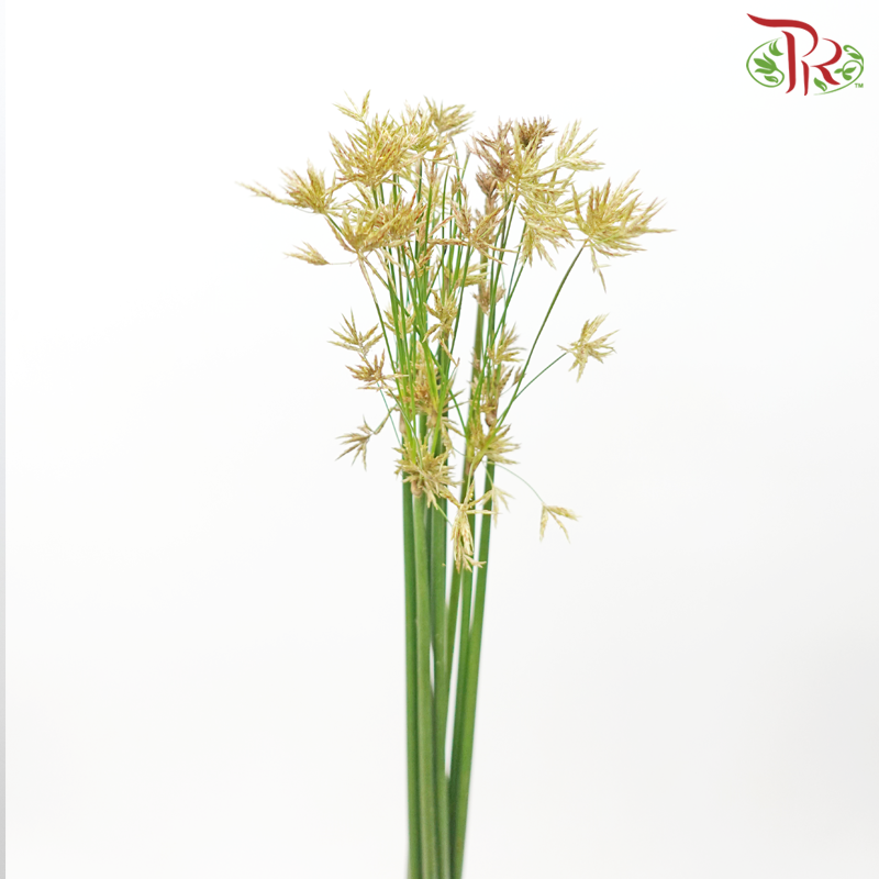 Schoenoplectus Lacustris (10 Stems)-Japan-prflorist.com.my