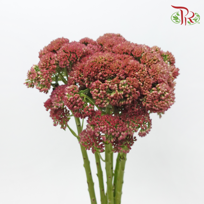 Sedum - Dusty Pink (Per Bunch)-Pink-China-prflorist.com.my