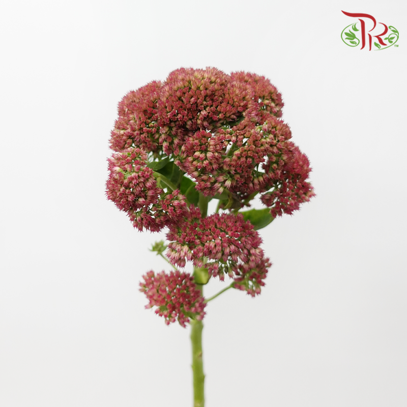 Sedum - Dusty Pink (Per Bunch)-Pink-China-prflorist.com.my