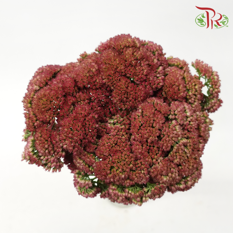 Sedum - Dusty Pink (Per Bunch)-Pink-China-prflorist.com.my