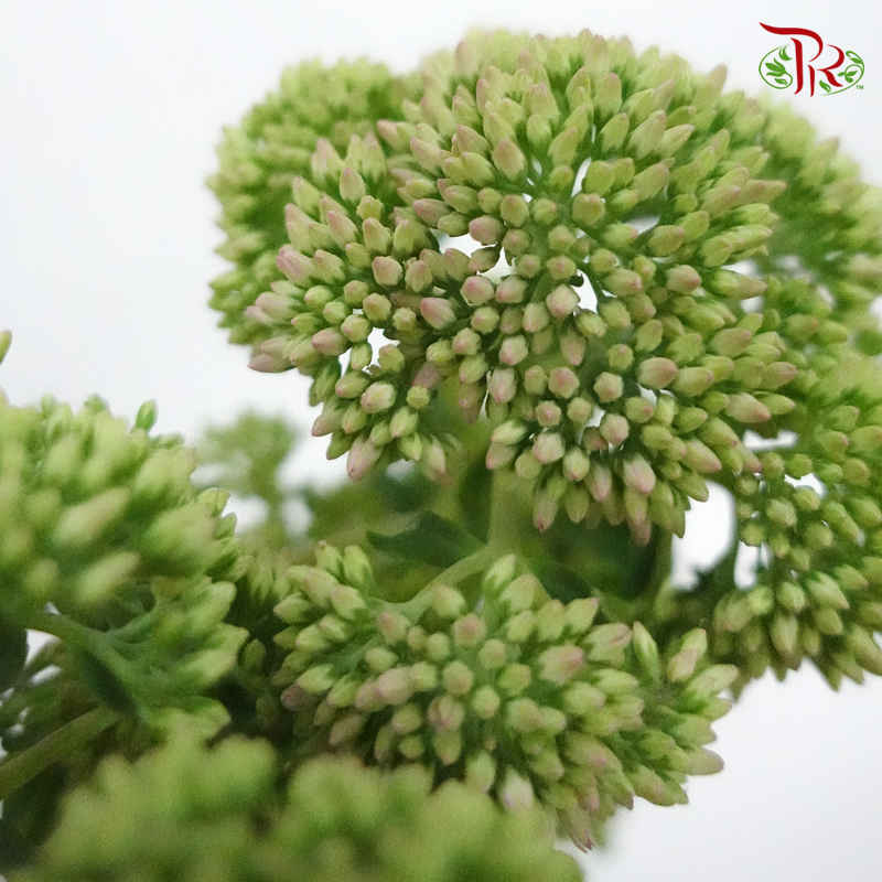Sedum Green - (Per Bunch)-Green-China-prflorist.com.my