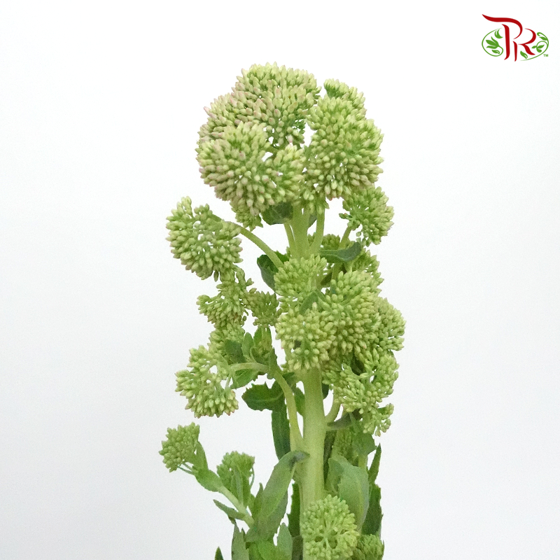 Sedum Green - (Per Bunch)-Green-China-prflorist.com.my
