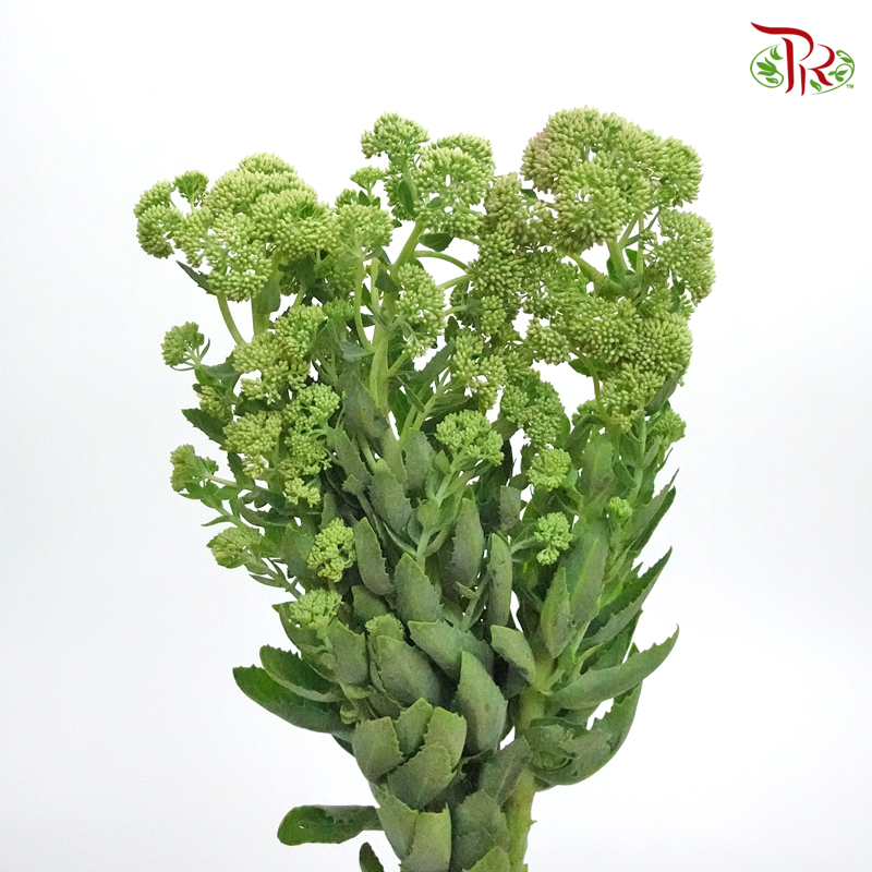 Sedum Green - (Per Bunch)-Green-China-prflorist.com.my