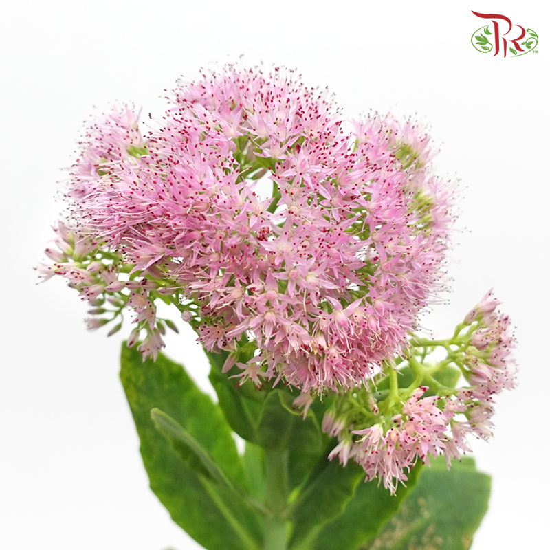 Sedum - Pink (Per Bunch)-Pink-China-prflorist.com.my