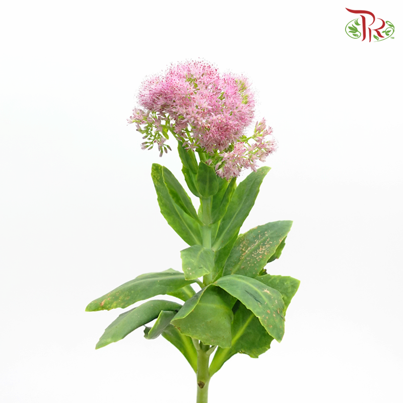 Sedum - Pink (Per Bunch)-Pink-China-prflorist.com.my