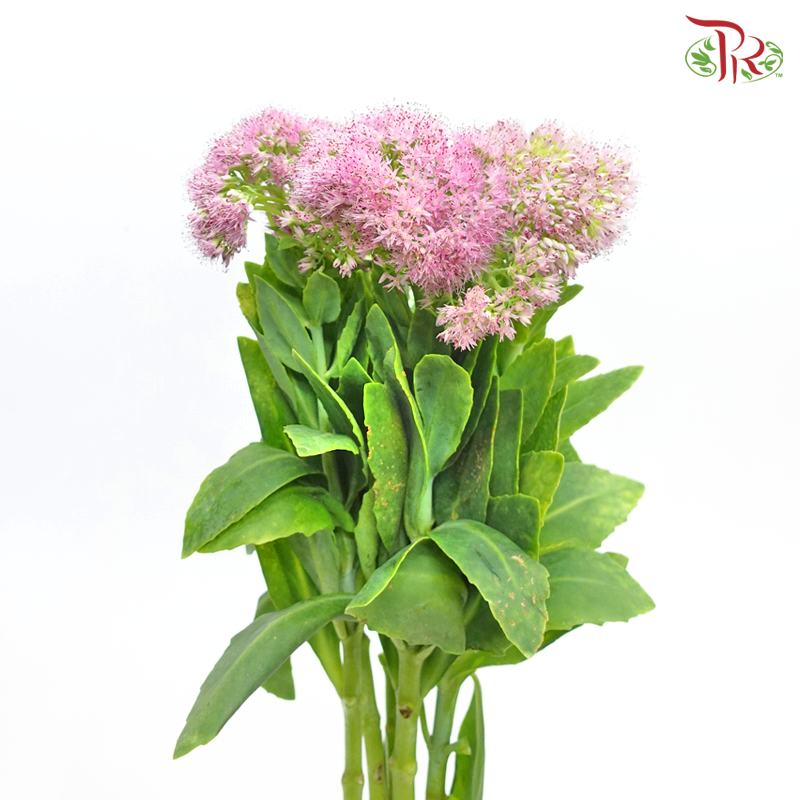 Sedum - Pink (Per Bunch)-Pink-China-prflorist.com.my