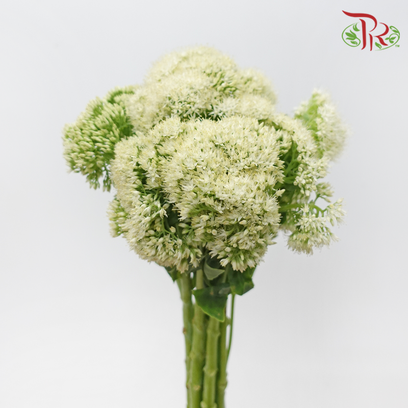 Sedum - White (Per Bunch)-White-China-prflorist.com.my