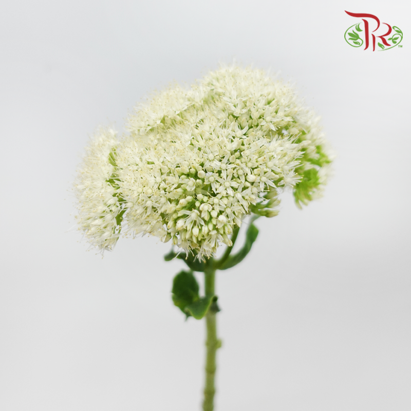 Sedum - White (Per Bunch)-White-China-prflorist.com.my