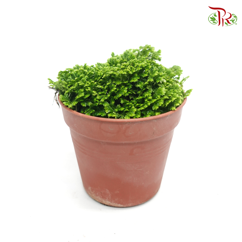 Selaginella《卷柏》