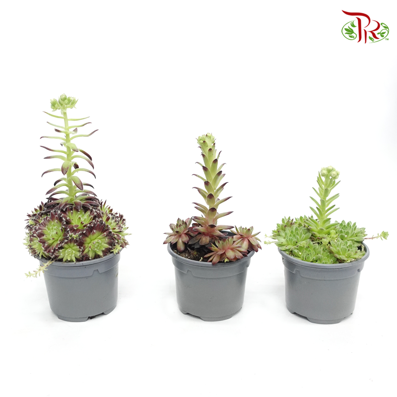 Sempervivum 《觀音蓮》 *Random choose-Pudu Ria Florist-prflorist.com.my