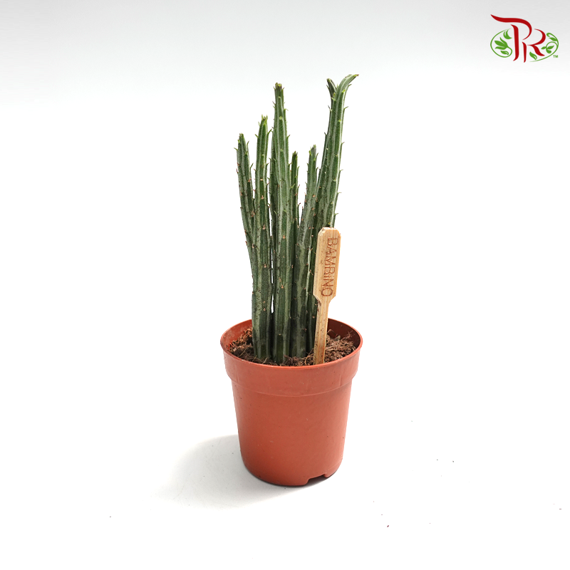 Senecio Stapeliiformis《菊光千里光属多肉》