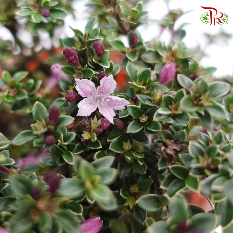 Serissa Variegated-P120 《 六月雪》WITHOUT BLOOMS - Pudu Ria Florist