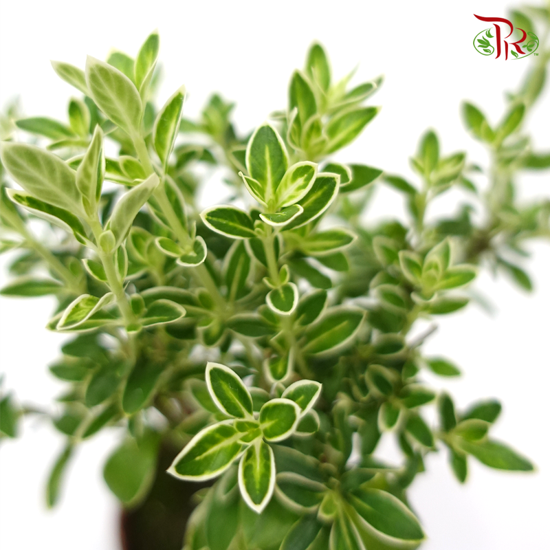 Serissa Variegated Ball 《六月雪》-Pudu Ria Florist-prflorist.com.my