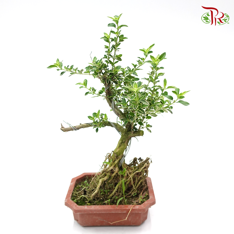 Serissa Variegated Bonsai 《六月雪》-Pudu Ria Florist-prflorist.com.my