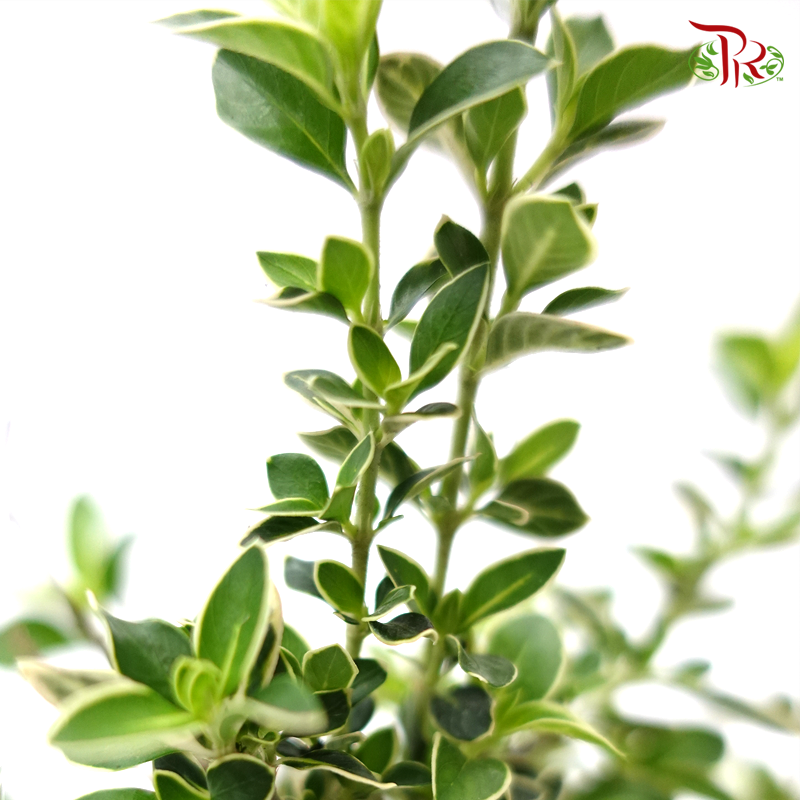 Serissa Variegated Bonsai 《六月雪》-Pudu Ria Florist-prflorist.com.my